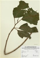 藏品(稜果榕)的圖片